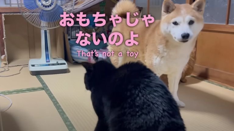 室内にいる猫と犬