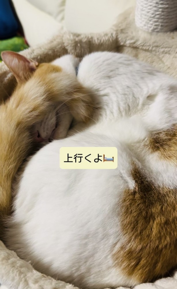 キャットタワーのベッドで寝る保護猫