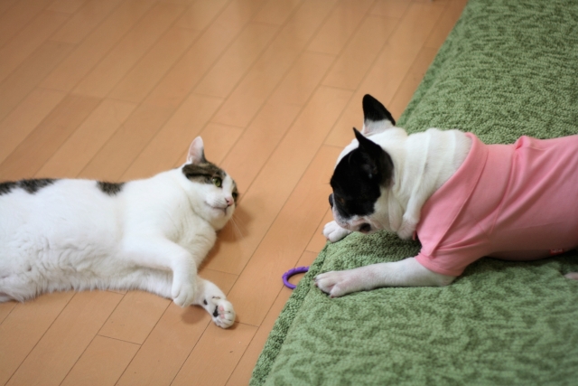 犬と成猫いっしょ