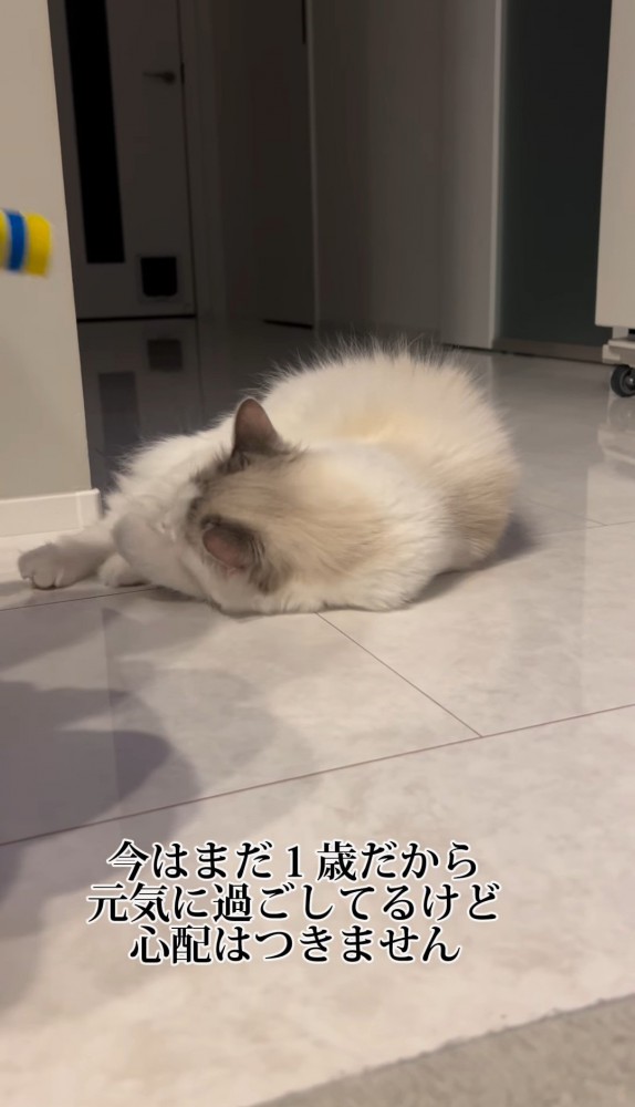 おもちゃで遊ぶ猫