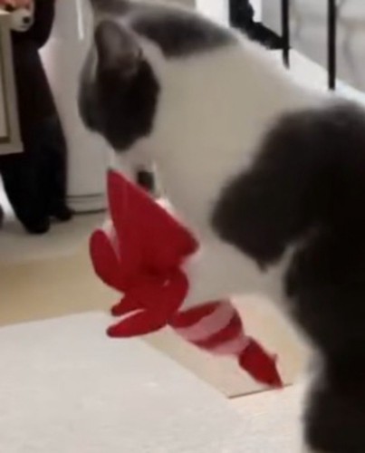 猫に抱えられているエビのぬいぐるみ