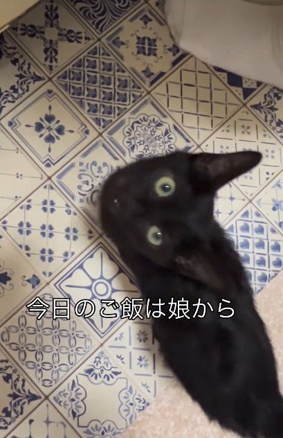 見上げている黒猫の子猫