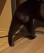 がに股になっている猫の足