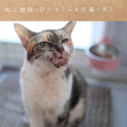 上を向く猫