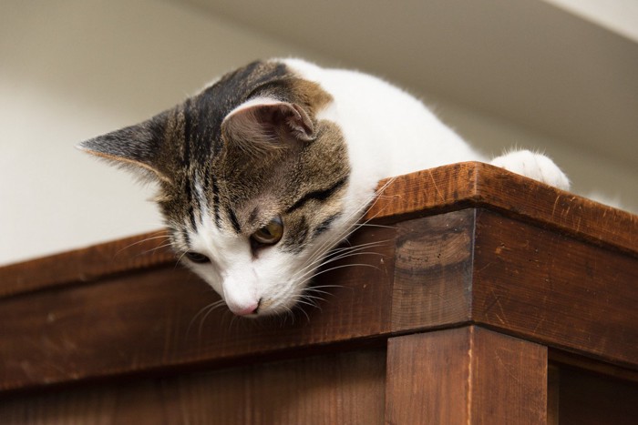 高いところから覗く猫