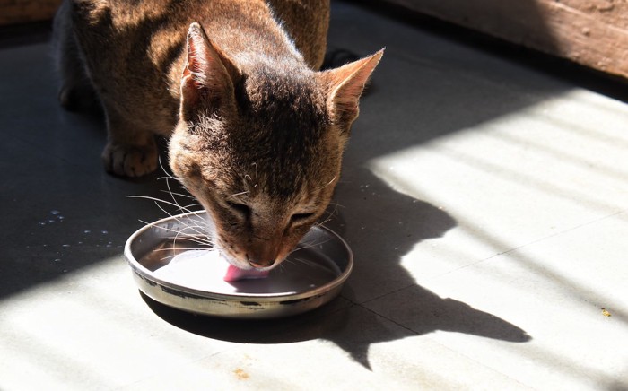 ミルクを飲む猫