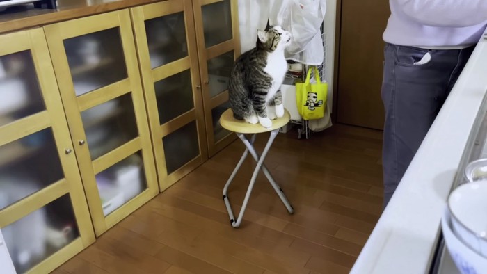 椅子の上で飼い主を見る