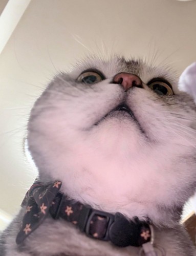 下から見た猫の顔2