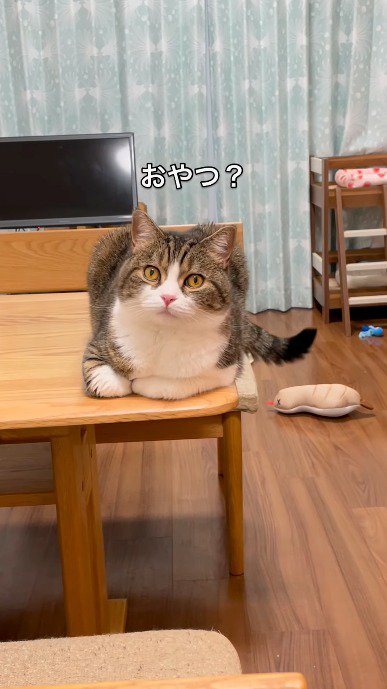 猫に「おやつ?」と話しかけてみる飼い主