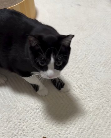 手を見つめる猫