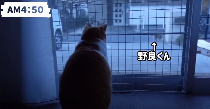 窓の外を眺める猫の後ろ姿