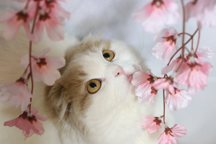 桜と猫