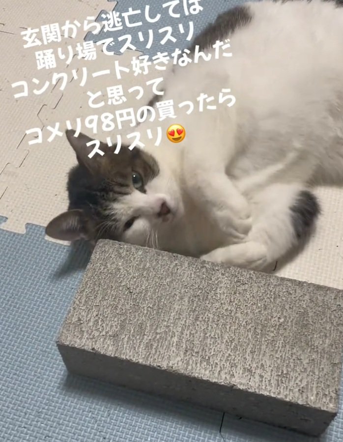 スリスリする猫