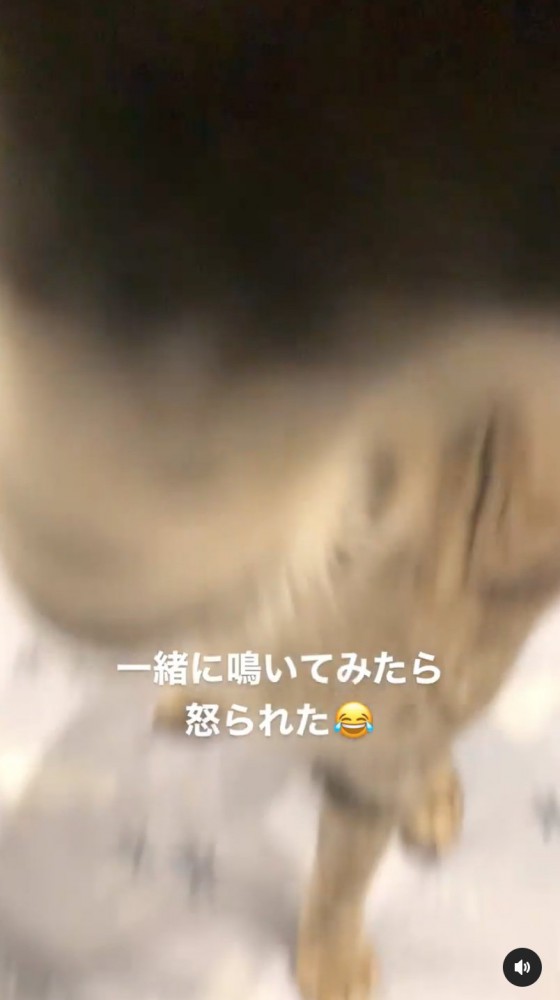 猫パンチ