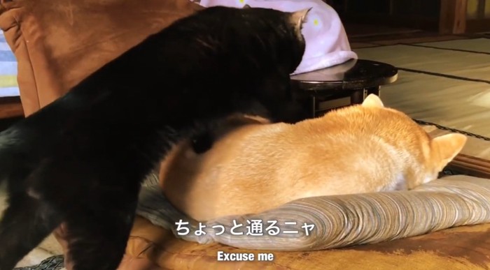 座布団で寝ている柴犬を踏む黒猫