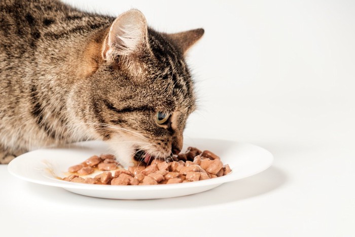 ウェットフードを食べる猫