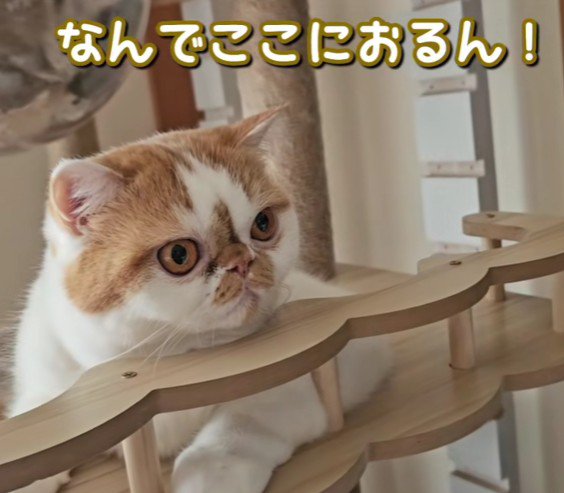 驚いている猫