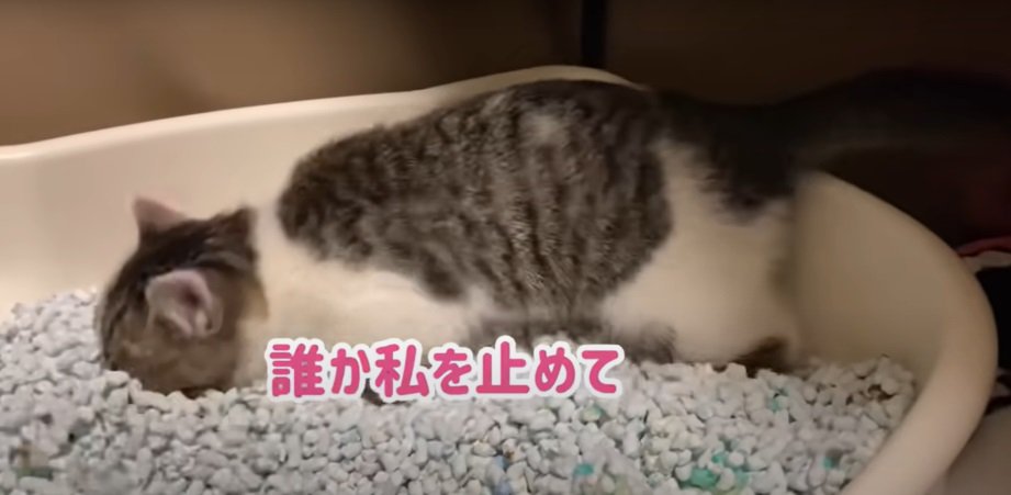 頭で砂をかく子猫