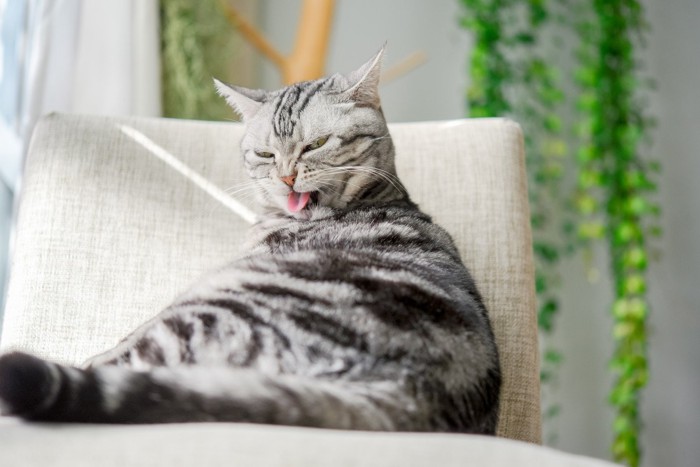 毛づくろいをしている猫