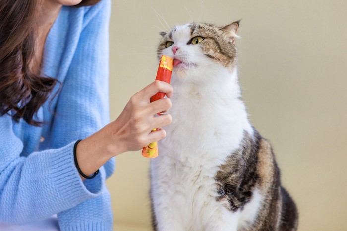 おやつを食べる猫