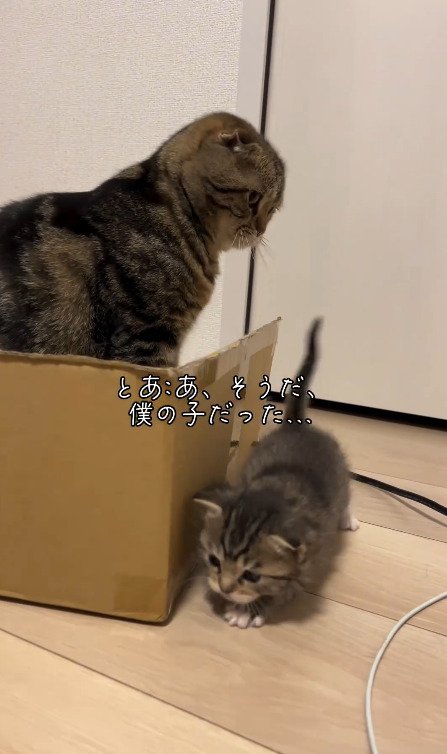 自分の子供だと思い出す猫