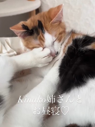 蹴られる猫