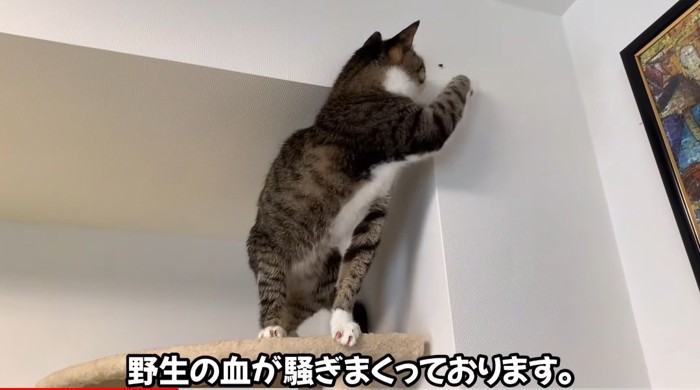 前足を出す猫