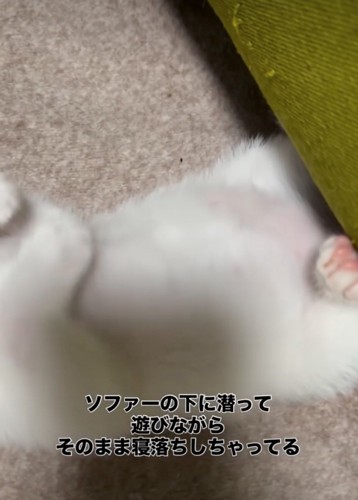 赤ちゃん猫のお腹