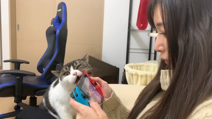 ゲーム機噛もうとする猫