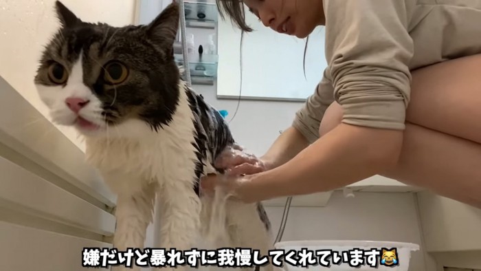 シャンプー中の猫