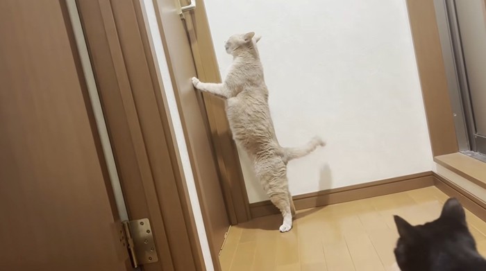 ドアの前で立っている猫