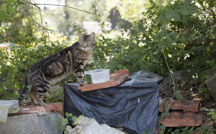 野良猫