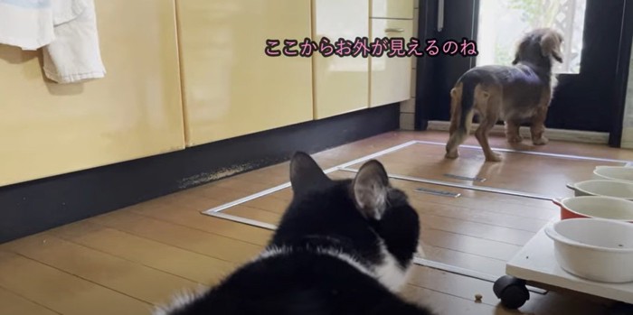 窓を眺める犬と背後の猫