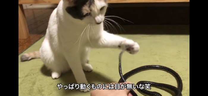 動かせば遊ぶ