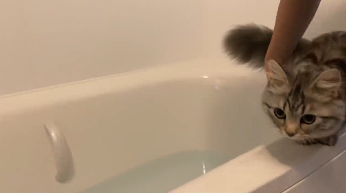 バスタブの淵にいる猫