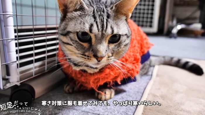 服を着て座っている猫