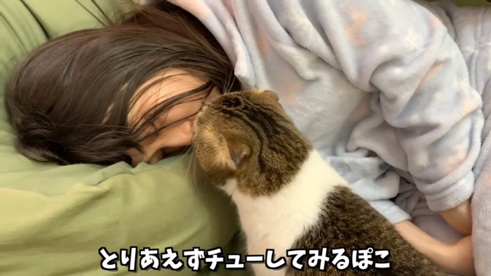 人の顔に近づく猫