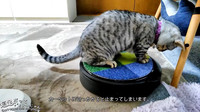 下を見る猫