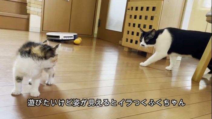 振り向く子猫と後ろを通る猫