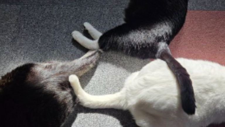 猫の尻尾