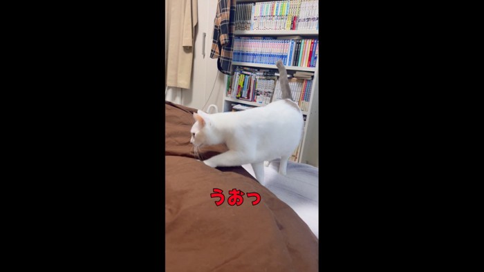 登ってきたハクくん