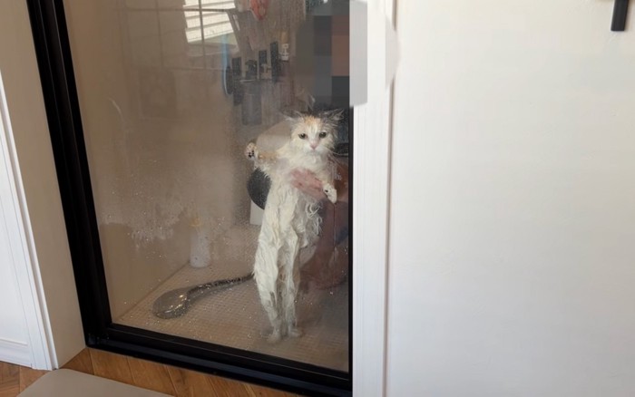 絞られる猫