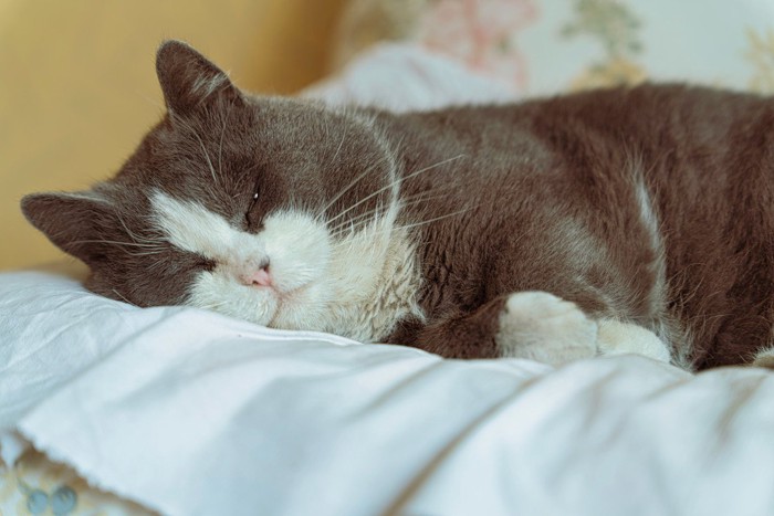 まったり眠る猫