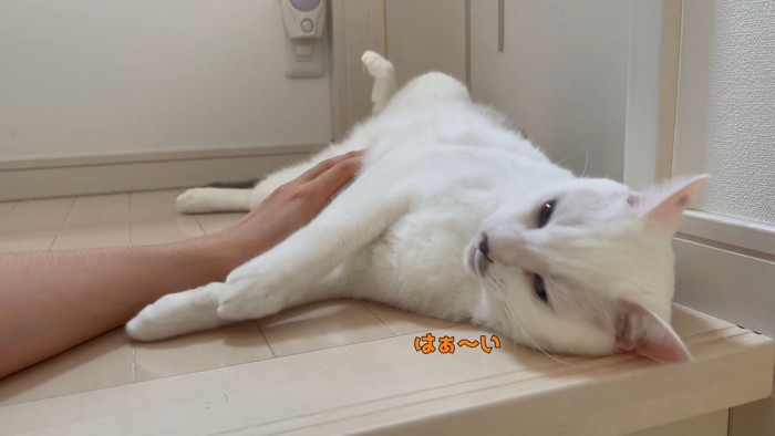 お返事する猫5