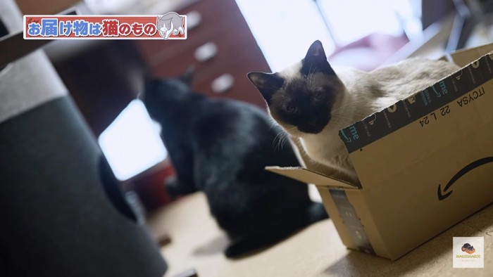 黒猫をバックに箱に収まるシャム猫