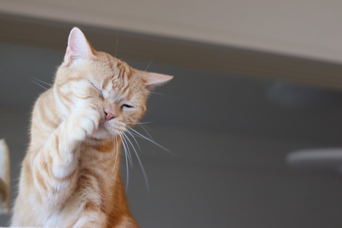 顔を洗う猫