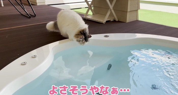 ジャグジーを覗く猫