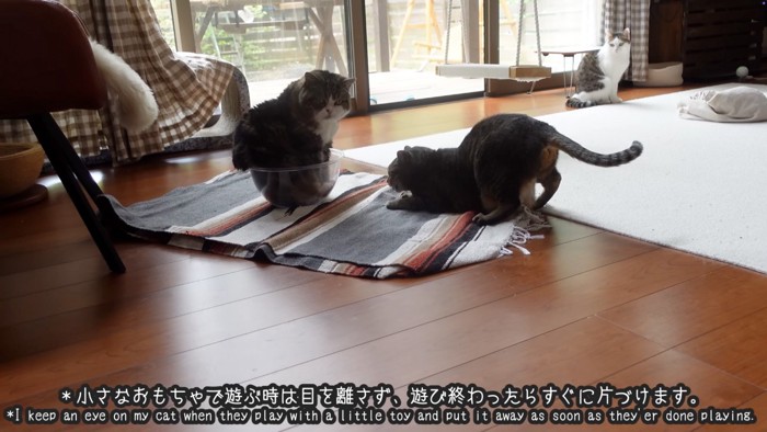 遊ぶ猫