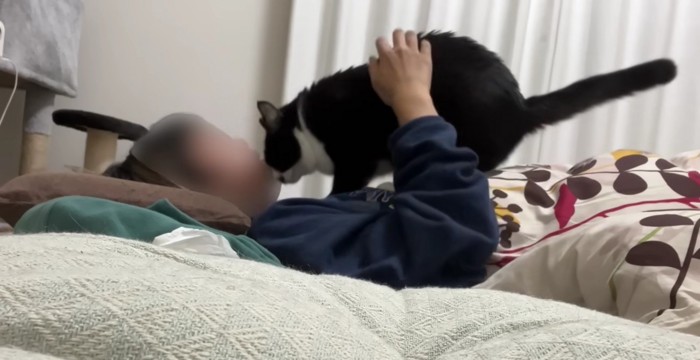 布団に入った飼い主さんの胸に乗るくろまめさん