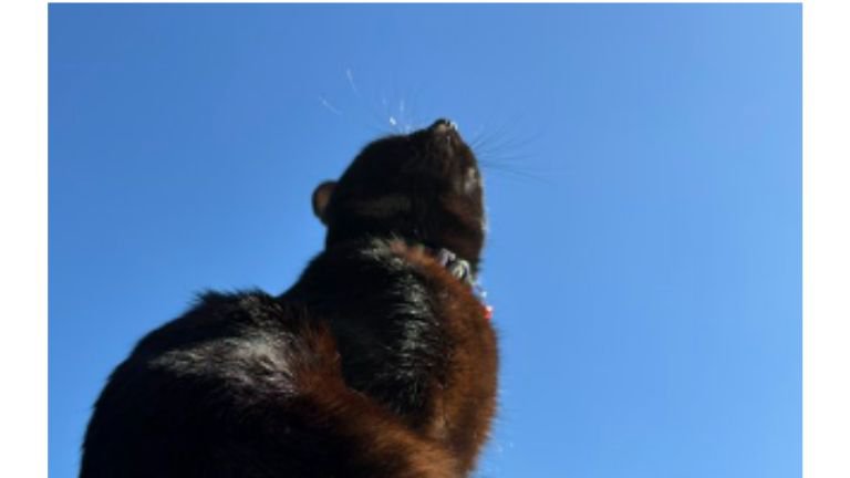 青空と猫